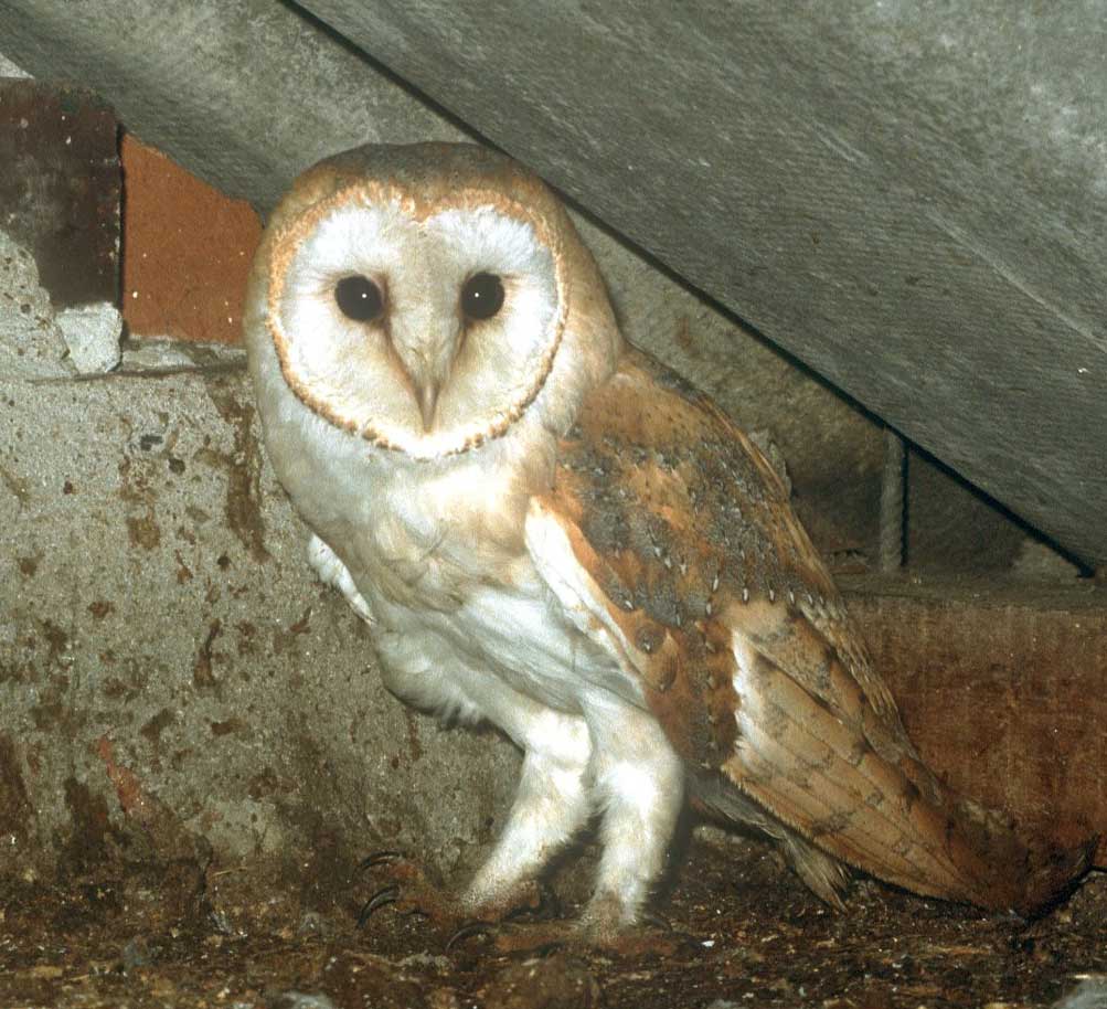 Owl